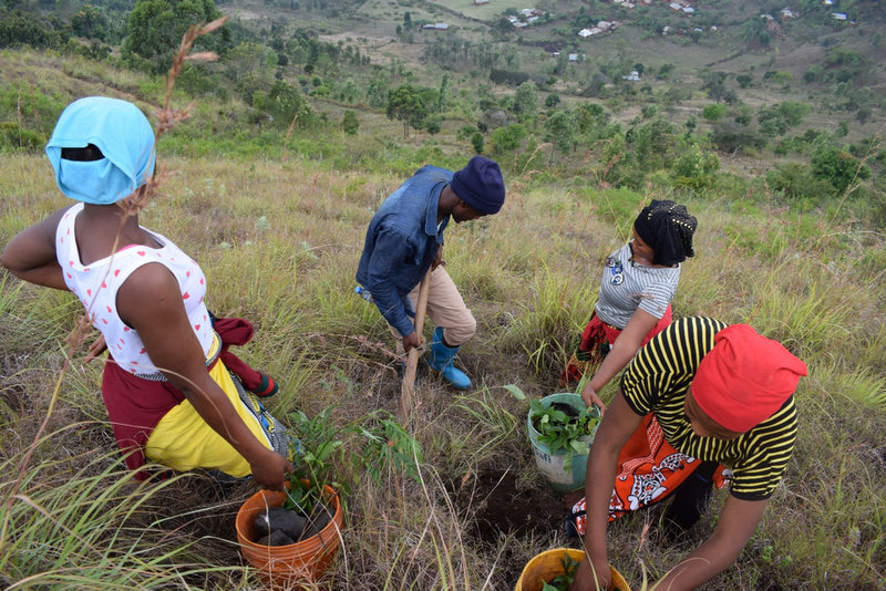 8 Billion Trees Review Helping the Friends of Usambara Society Plant Thousands of Trees FoU Blog